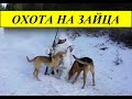 Охота на зайца ! Такое бывает КРАЙНЕ РЕДКО