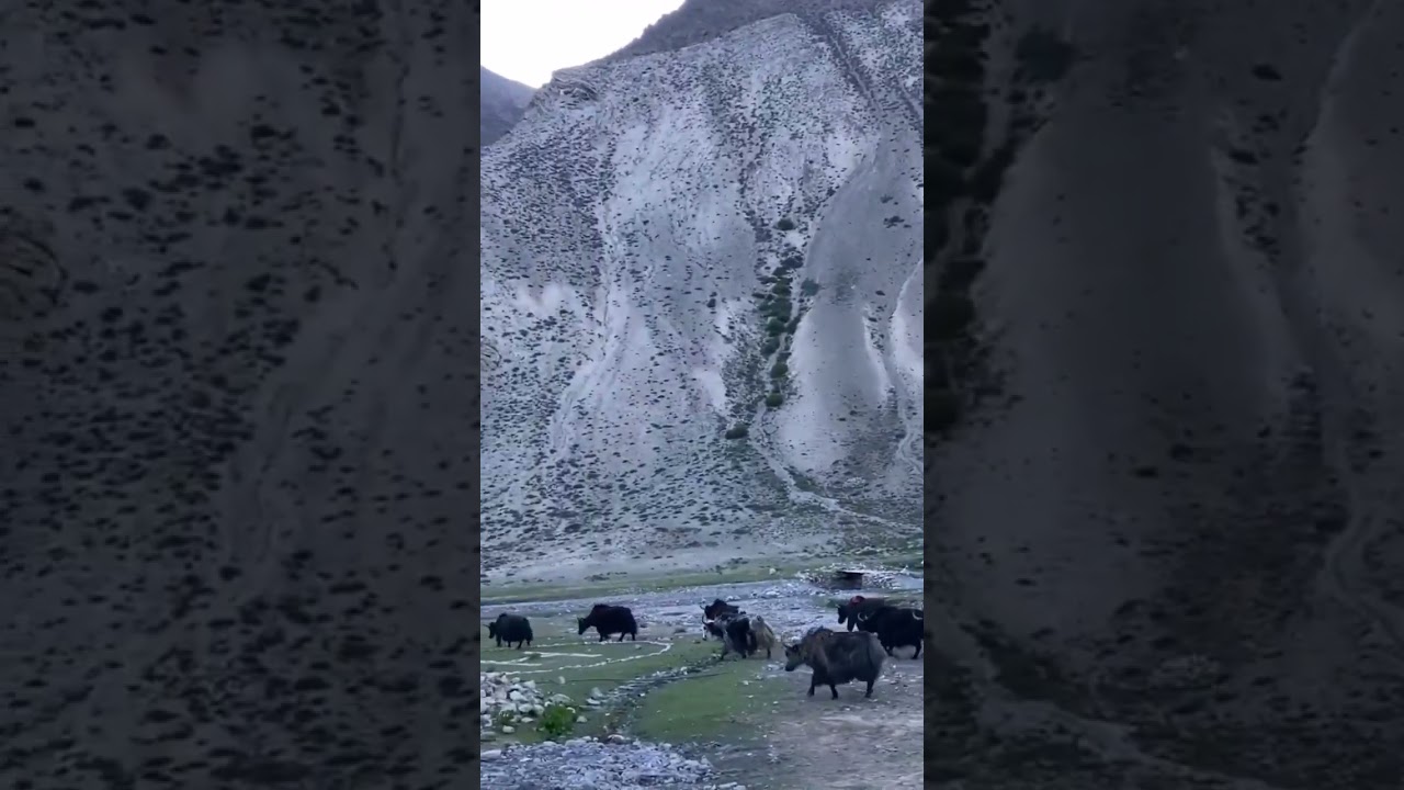 caravan (upper Dolpa)