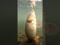 Underwater Big Fish Catch 🐟 Amazing Fishing Video