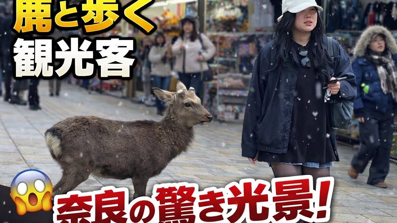 魔法のような奈良公園の時間 !❤️🦌外国人女性が鹿にせんべいをあげる | 🥰🌸Nara Deer Park 🦌in Japan 🎌🌿