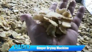 9m 4 layers ginger continuous mesh belt dryer customer drying site