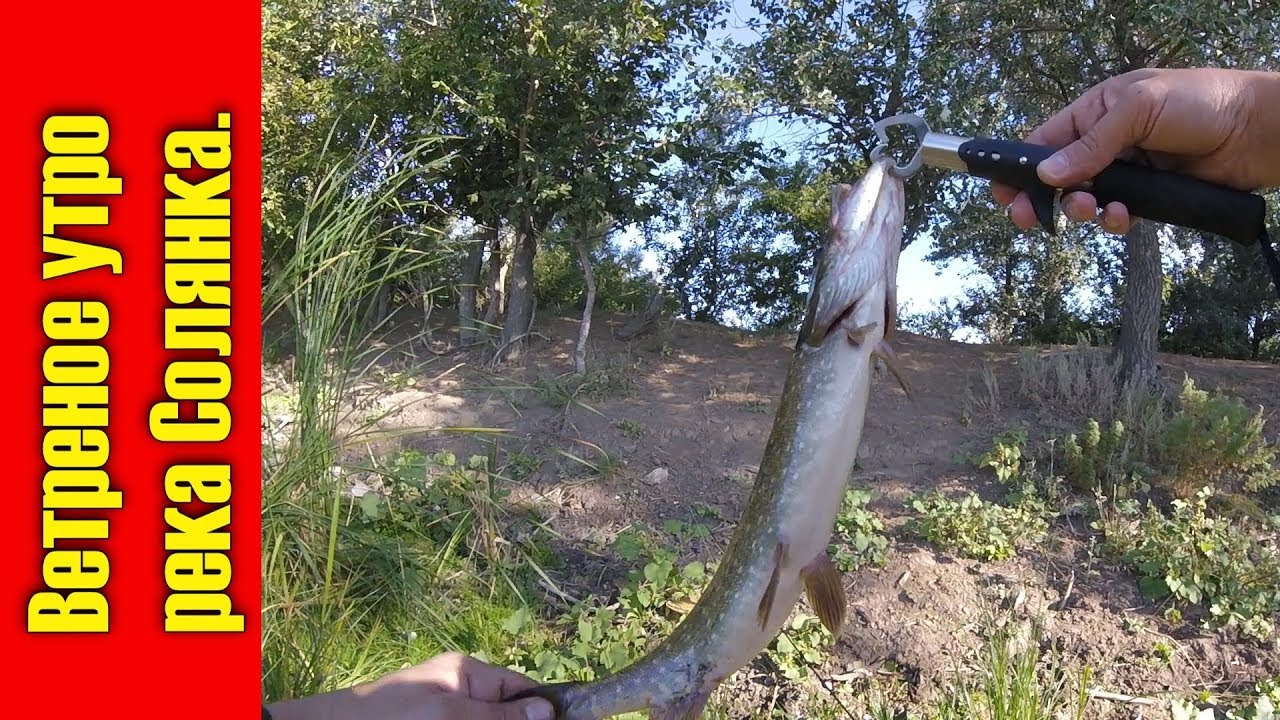 Ветреное утро на реке Солянка.Щука продолжает радовать. - YouTube