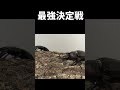 国産カブトムシvsスマトラオオヒラタクワガタ 第一回スーパーミドル級トーナメント決勝
