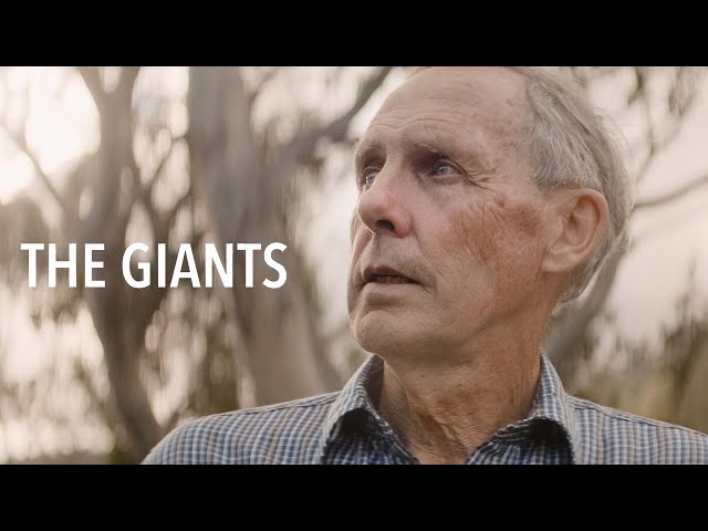 The Giants - Official Teaser class=