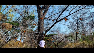 Download Lagu DPR LIVE - BOOM (Feat. DPR IAN) | from the COLORS M/V MP3