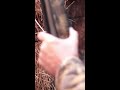 What is the best shotgun cleaning solution?