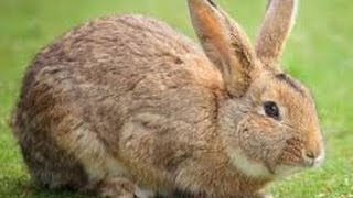 DEA Agent: 'Don't Legalized Weed Because Rabbits Will Get Stoned'