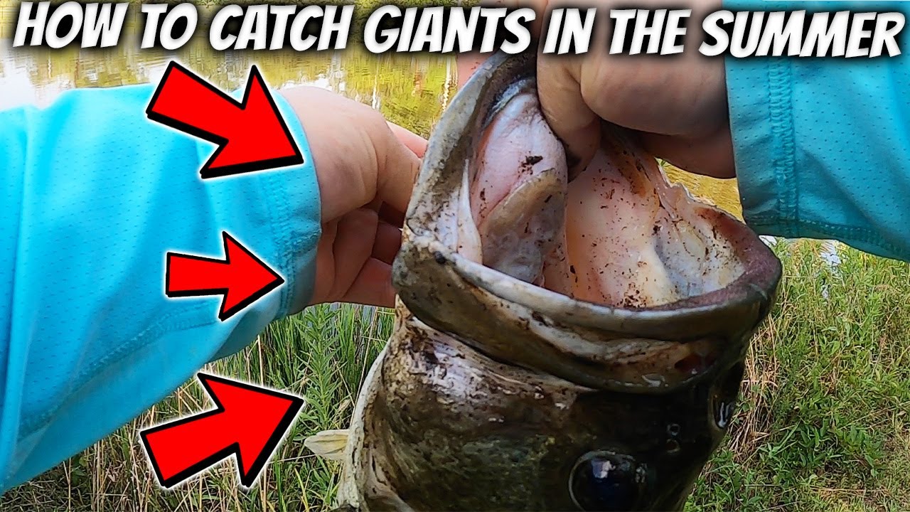 Catching Monster Bass On Texas Rigs In the Summer!