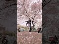 Cherry Blossom 🌸🇯🇵 Hiro-K #japan #freestylefootball
