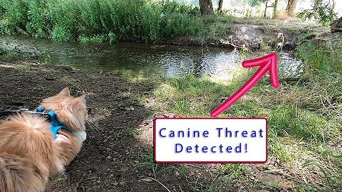 Video 883341: maine coon, canin