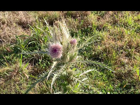 Video: Bull Thistle Removal - Cara Menyingkirkan Bull Thistle Gulma