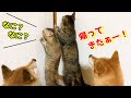 8ヶ月ぶりのお姉ちゃん帰宅に柴犬と猫大感激！They are so moved when my sister comes back