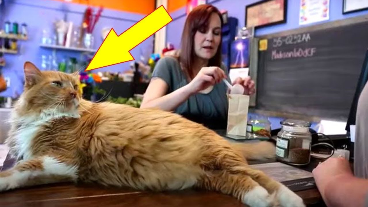 young-boy-hears-his-cat-meowing-before-quickly-uncovering-the-dark