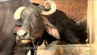 Happy meal for Cows at a Dairy farm in New Delhi, India