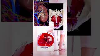 Anatomusic #anatomy #anatomiahumana #anato #healthy #musically #master #master