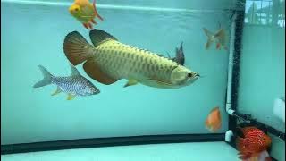 Arowana Premium Cross Back