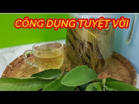 Video: Thu Hoạch Lá Ổi Làm Trà - Đạt Được Những Lợi Ích Của Trà Lá Ổi