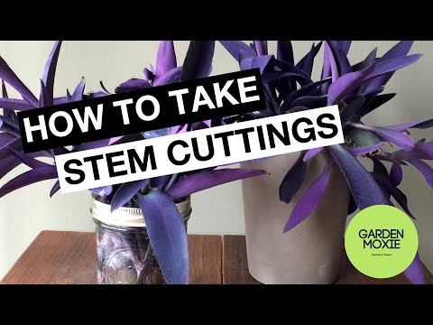 How to Take Stem Cuttings of a Purple Heart Plant