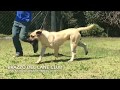 Brazzo del Cane Club - Jovem Dogo Canário