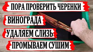 видео: 🍇 Еще не поздно! Проверяем ЧЕРЕНКИ ВИНОГРАДА в холодильнике. Промываем в МАРГАНЦОВКЕ, удаляем слизь. картинка: 🍇 Еще не поздно! Проверяем ЧЕРЕНКИ ВИНОГРАДА в холодильнике. Промываем в МАРГАНЦОВКЕ, удаляем слизь.
