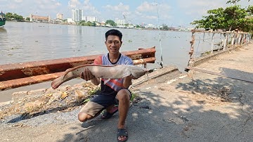 Cá trê bạch tạng khổng lồ, khu sala sông Sài Gòn. Cá quá đẹp