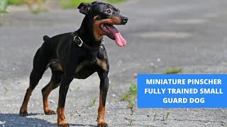 THE MINIATURE PINSCHER  FULLY TRAINED SMALL GUARD DOG