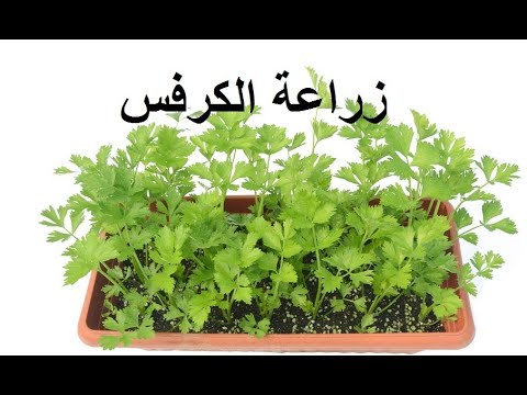 فيديو: مشاكل زراعة الكرفس