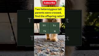 Use the Punnett square to solve this genetic crossing.