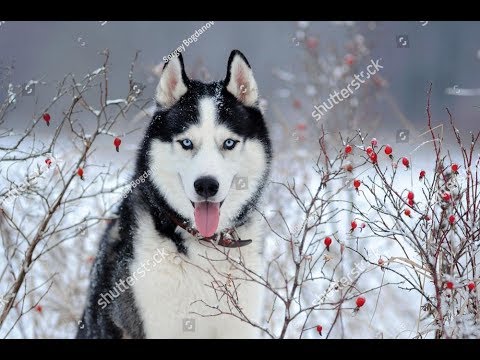 كل المعلومات عن كلاب الهاسكي Siberian Husky Youtube