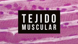 Histology of muscle tissue (practical)
