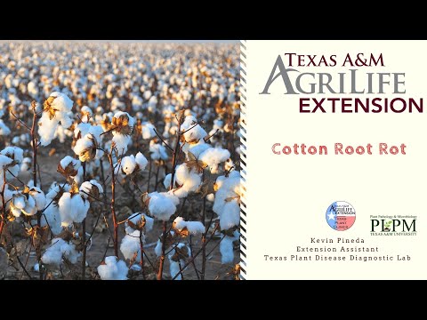 Video: Cowpea Cotton Root Rot: Prečítajte si o kontrole hniloby koreňov južného hrachu