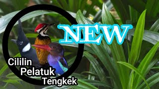 NEW kicau cililin pelatuk tengkek