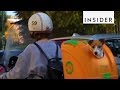 Take your pet for a ride with pet on wheels