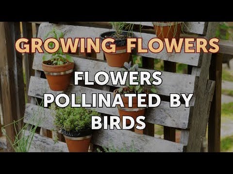 Flowers Pollinated by Birds