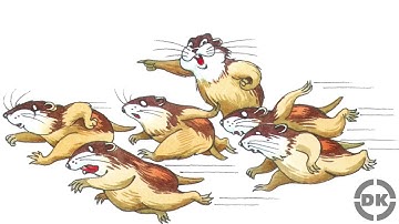 Do Lemmings Really Commit Suicide