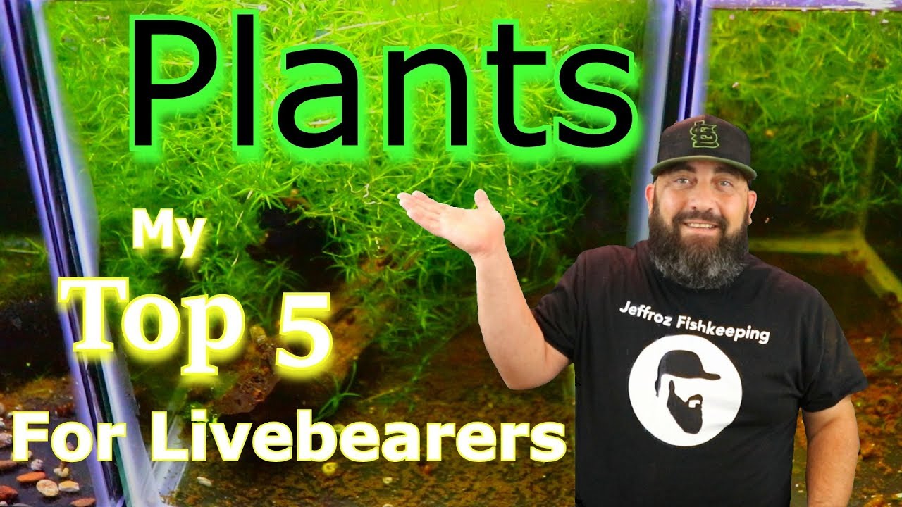 My Top 5 Favorite Aquarium Plants for Livebearers YouTube