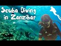 Plonge sousmarine zanzibar  dauphins sauvages  tortues gantes  lafrique absolue