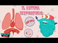El sistema respiratorio | El cuerpo humano para niños | Video Educativos 2021