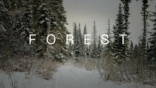 Winter Forest (冬季森林)