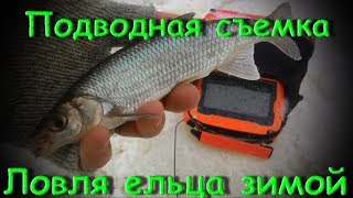 Зимняя рыбалка. Ловля ельца зимой на удочку. Смотрю под водой с помощью камеры.