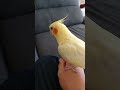 オカメインコ ぽこちゃん #オカメインコ #オカメ#shorts #short