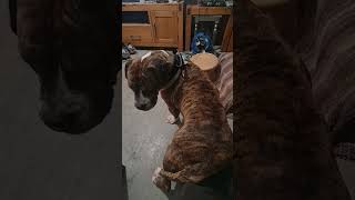 You SHALL Fuss me! 🫡🥰🤣