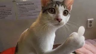 These Cats And Dogs Will Make You Laugh Out Loud With Their Antics - Try Not To Laugh Challenge 2021 by Animal Pet Shop 185 views 3 years ago 15 minutes