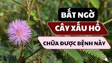 Cây Trinh Nữ: Vị Thuốc Quý Với Những Lợi Ích Sức Khỏe Đáng Kinh Ngạc | Sức khỏe & Lối sống