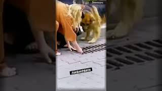 Лай, который спас жизнь