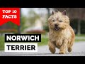 Norwich Terrier - Top 10 Facts の動画、YouTube動画。