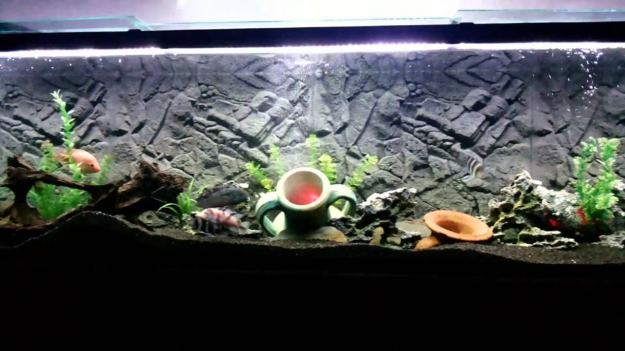 allestimento acquario con sfondo 3d juwel granite. - youtube - Sfondo Esterno Per Acquario Fai Da Te allestimento acquario con sfondo 3d juwel granite. - youtube - Sfondo Esterno Per Acquario Fai Da Te