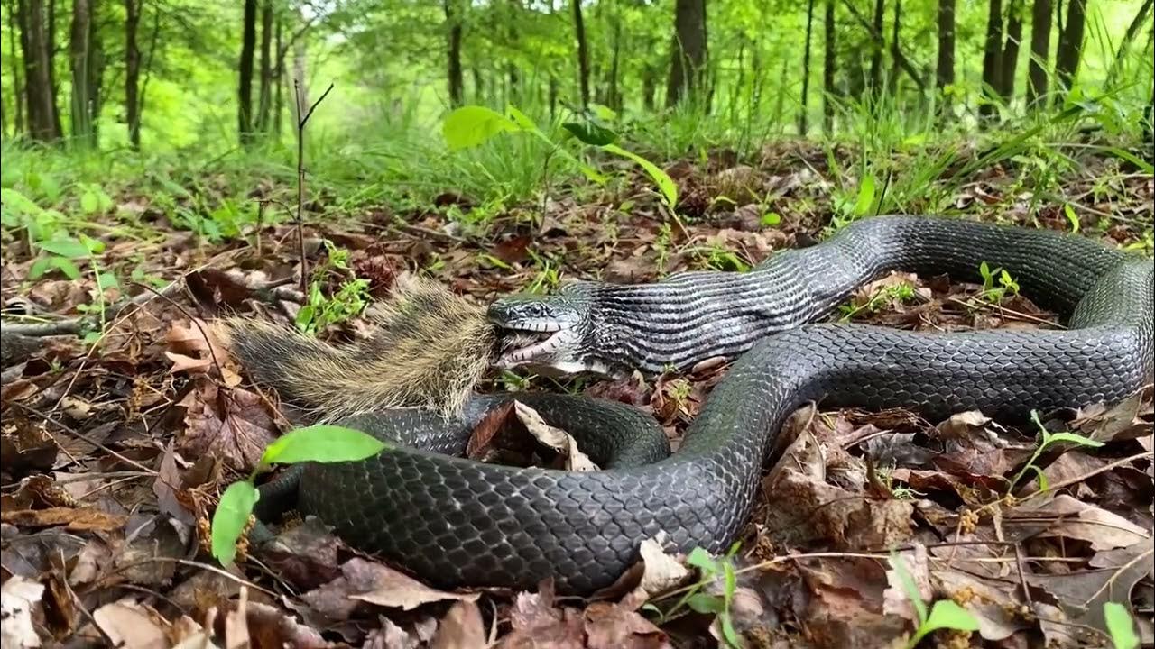 Snake Eats Squirrel YouTube