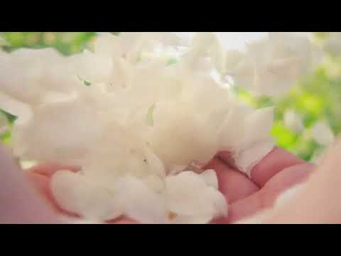 مقطع مونتاج فتاة تطير ورود وازهار بدون حقوق هنا المزيد من المقاطع