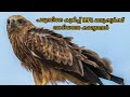 Indian eagle malayalam review